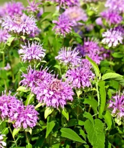 Bee Balm Wild Bergamot Seeds - 500 Non-GMO Perennial Flower Seeds - Image 2