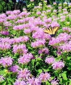 Bee Balm Wild Bergamot Seeds - 500 Non-GMO Perennial Flower Seeds - Image 3