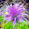 Bee Balm Wild Bergamot Seeds - 500 Non-GMO Perennial Flower Seeds - Image 1