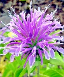 Bee Balm Wild Bergamot Seeds - 500 Non-GMO Perennial Flower Seeds - Image 1