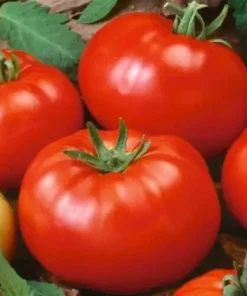Beefsteak Tomato Seeds – Heirloom Slicing Red Tomatoes – 50 Seed Pack – Non-GMO - Image 1
