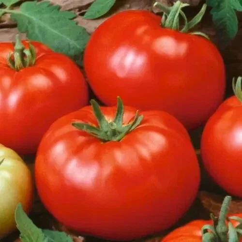 Beefsteak Tomato Seeds – Heirloom Slicing Red Tomatoes – 50 Seed Pack – Non-GMO - Image 1