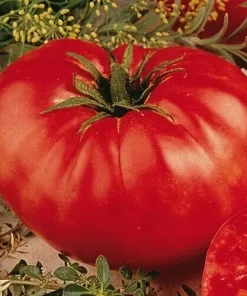 Beefsteak Tomato Seeds – Heirloom Slicing Red Tomatoes – 50 Seed Pack – Non-GMO - Image 2