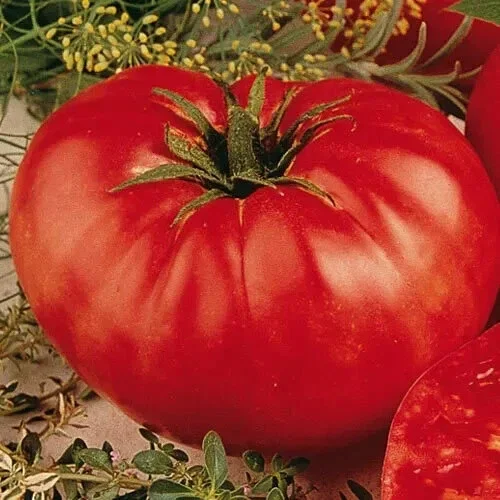 Beefsteak Tomato Seeds – Heirloom Slicing Red Tomatoes – 50 Seed Pack – Non-GMO - Image 2