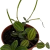 Beetle Peperomia Angulata Live Plant - 2.5" Pot - Indoor Trailing Houseplant - Image 1