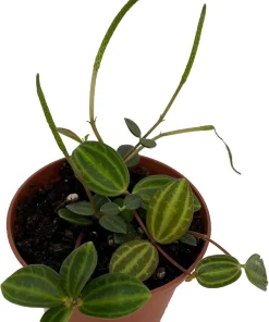 Beetle Peperomia Angulata Live Plant - 2.5