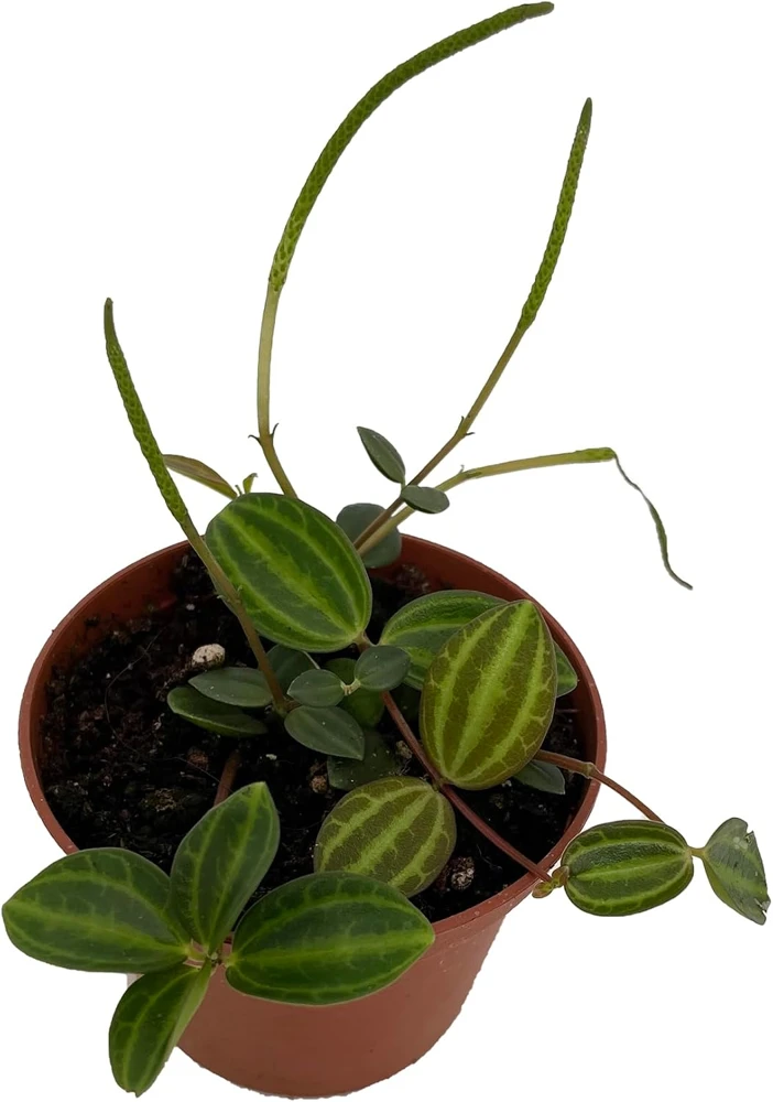 Beetle Peperomia Angulata Live Plant - 2.5" Pot - Indoor Trailing Houseplant - Image 1