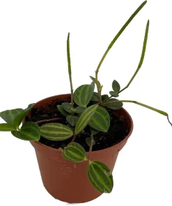 Beetle Peperomia Angulata Live Plant - 2.5" Pot - Indoor Trailing Houseplant - Image 2