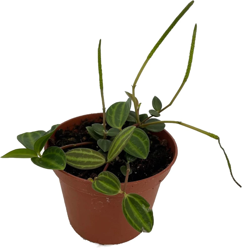 Beetle Peperomia Angulata Live Plant - 2.5" Pot - Indoor Trailing Houseplant - Image 2