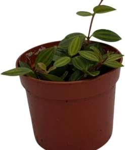 Beetle Peperomia Angulata Live Plant - 2.5