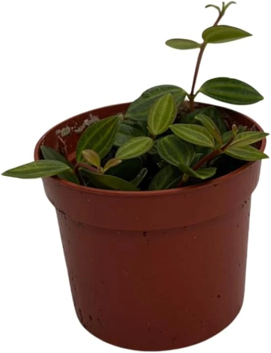 Beetle Peperomia Angulata Live Plant - 2.5" Pot - Indoor Trailing Houseplant - Image 3