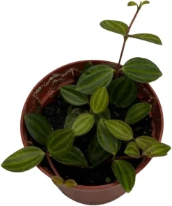 Beetle Peperomia Angulata Live Plant - 2.5