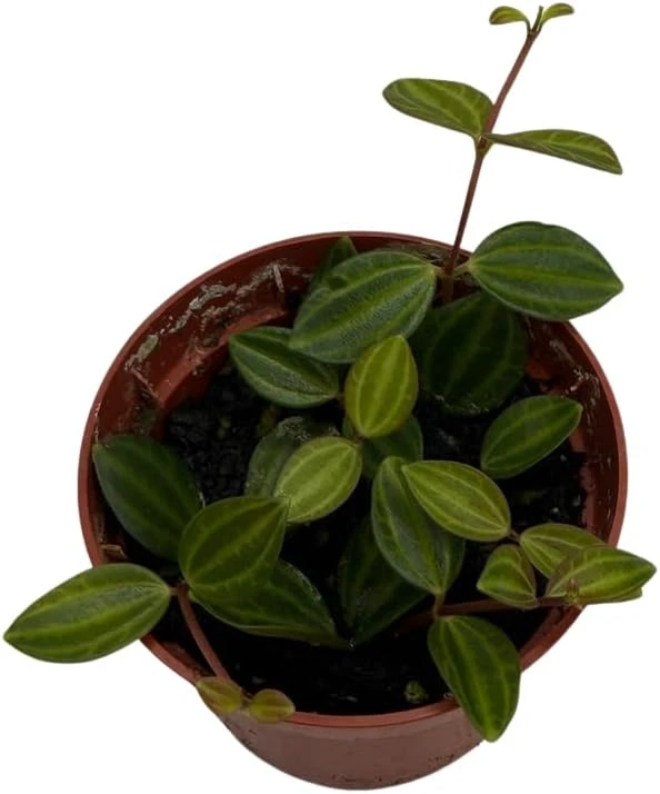 Beetle Peperomia Angulata Live Plant - 2.5" Pot - Indoor Trailing Houseplant - Image 4