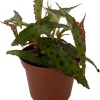 Begonia Amphioxus Live Plant - Rare Butterfly Begonia - 2.5" Pot - Indoor Houseplant - Image 1
