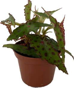 Begonia Amphioxus Live Plant - Rare Butterfly Begonia - 2.5