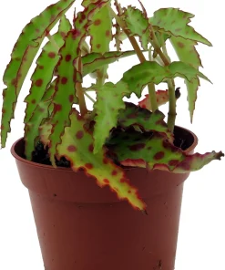 Begonia Amphioxus Live Plant - Rare Butterfly Begonia - 2.5