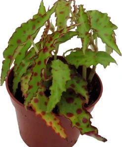 Begonia Amphioxus Live Plant - Rare Butterfly Begonia - 2.5