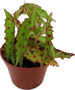 Begonia Amphioxus Live Plant - Rare Butterfly Begonia - 2.5
