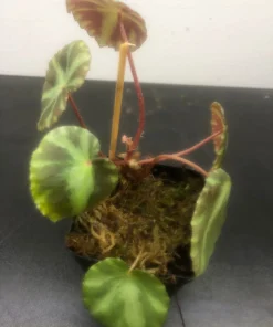 Begonia Cleopatrae Live Plant – 3'' Pot – Unique Foliage – Indoor - Image 2