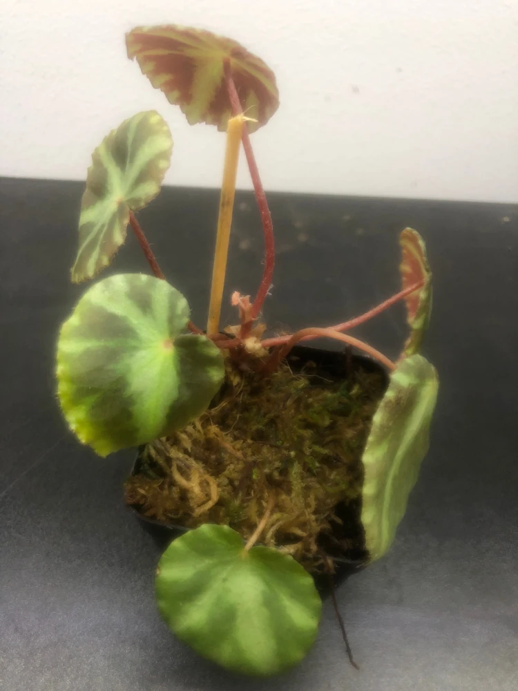 Begonia Cleopatrae Live Plant – 3'' Pot – Unique Foliage – Indoor - Image 2