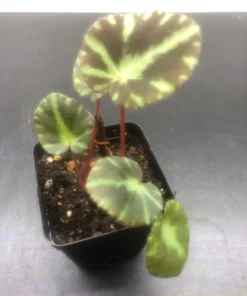 Begonia Cleopatrae Live Plant – 3'' Pot – Unique Foliage – Indoor - Image 3