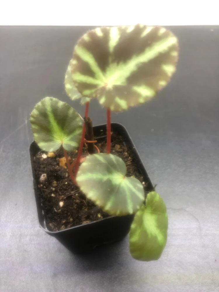 Begonia Cleopatrae Live Plant – 3'' Pot – Unique Foliage – Indoor - Image 3