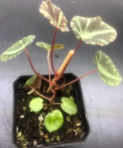 Begonia Cleopatrae Live Plant – 3'' Pot – Unique Foliage – Indoor - Image 4