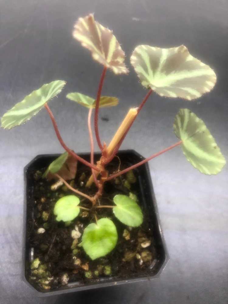 Begonia Cleopatrae Live Plant – 3'' Pot – Unique Foliage – Indoor - Image 4