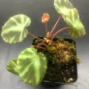 Begonia Cleopatrae Live Plant – 3'' Pot – Unique Foliage – Indoor - Image 1