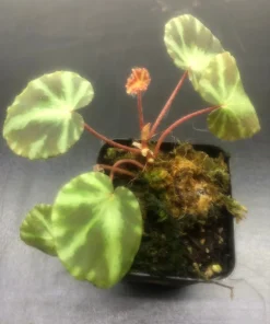 Begonia Cleopatrae Live Plant – 3'' Pot – Unique Foliage – Indoor - Image 1
