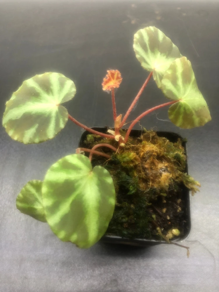Begonia Cleopatrae Live Plant – 3'' Pot – Unique Foliage – Indoor - Image 1