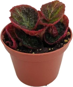 Begonia 'Manaus' Live Plant - 2.5 inch Pot - Brazilian Species Houseplant - Image 2