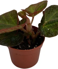 Begonia 'Manaus' Live Plant - 2.5 inch Pot - Brazilian Species Houseplant - Image 3