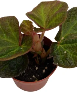Begonia 'Manaus' Live Plant - 2.5 inch Pot - Brazilian Species Houseplant - Image 4
