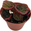 Begonia 'Manaus' Live Plant - 2.5 inch Pot - Brazilian Species Houseplant - Image 1