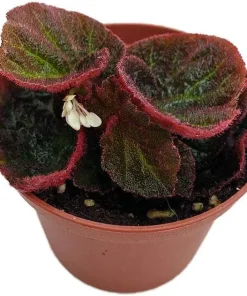 Begonia 'Manaus' Live Plant - 2.5 inch Pot - Brazilian Species Houseplant - Image 1