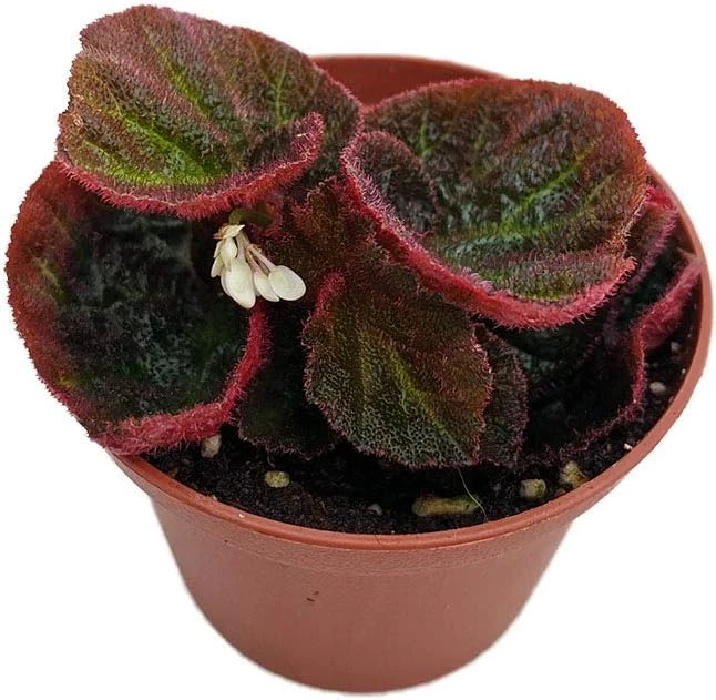 Begonia 'Manaus' Live Plant - 2.5 inch Pot - Brazilian Species Houseplant - Image 1