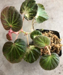 Begonia Manaus Live Plant – Red Hairy Leaves – 3-inch Pot – Indoor Terrarium Plant - Image 2