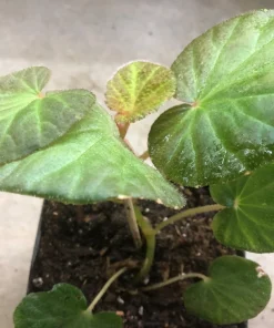 Begonia Manaus Live Plant – Red Hairy Leaves – 3-inch Pot – Indoor Terrarium Plant - Image 3
