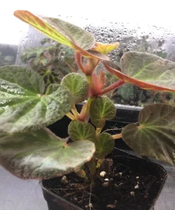 Begonia Manaus Live Plant – Red Hairy Leaves – 3-inch Pot – Indoor Terrarium Plant - Image 4