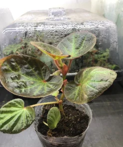Begonia Manaus Live Plant – Red Hairy Leaves – 3-inch Pot – Indoor Terrarium Plant - Image 5