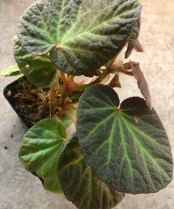 Begonia Manaus Live Plant – Red Hairy Leaves – 3-inch Pot – Indoor Terrarium Plant - Image 6
