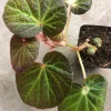 Begonia Manaus Live Plant – Red Hairy Leaves – 3-inch Pot – Indoor Terrarium Plant - Image 1