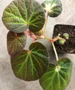 Begonia Manaus Live Plant – Red Hairy Leaves – 3-inch Pot – Indoor Terrarium Plant - Image 1