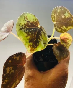 Begonia Nigritarum Live Plant – 5 Leaves – 3 inch Pot – Indoor - Image 2