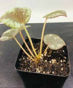 Begonia Nigritarum Live Plant – 5 Leaves – 3 inch Pot – Indoor - Image 3