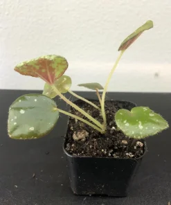Begonia Nigritarum Live Plant – 5 Leaves – 3 inch Pot – Indoor - Image 4