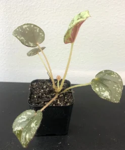 Begonia Nigritarum Live Plant – 5 Leaves – 3 inch Pot – Indoor - Image 5