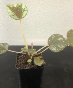 Begonia Nigritarum Live Plant – 5 Leaves – 3 inch Pot – Indoor - Image 6