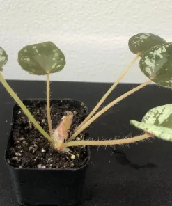 Begonia Nigritarum Live Plant – 5 Leaves – 3 inch Pot – Indoor - Image 7